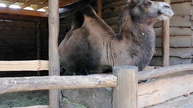 Живой уголок Сказка. смотреть онлайн