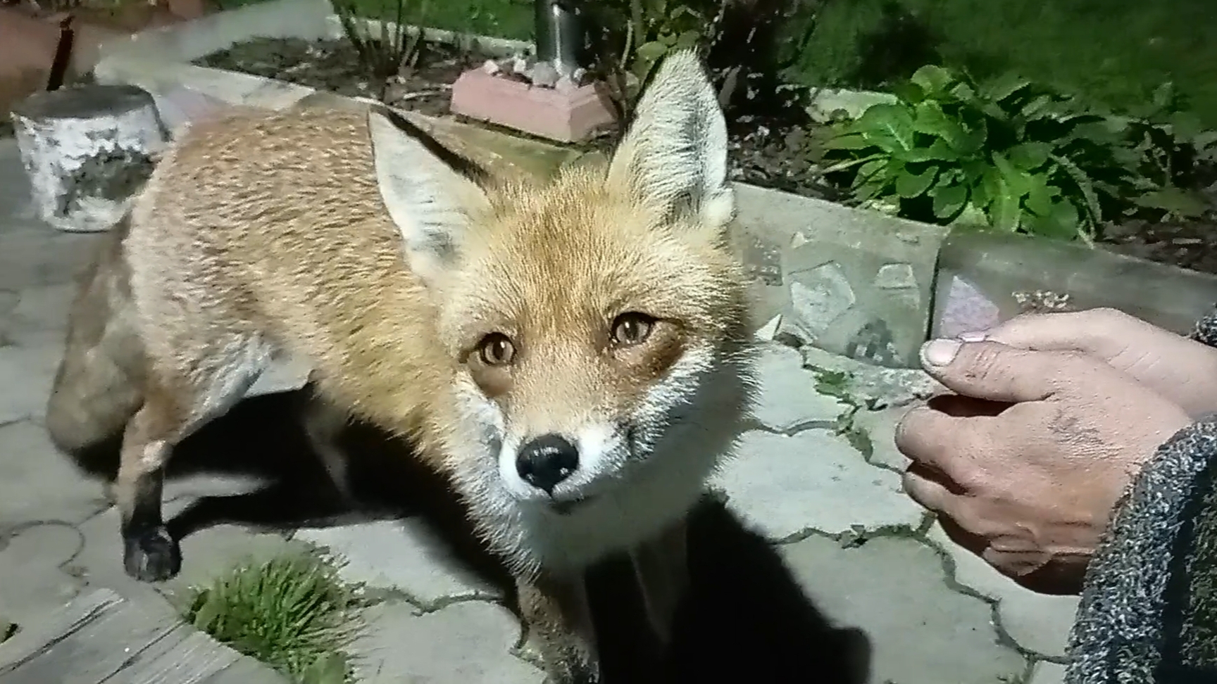 (1128) Лиса приходит в гости. Октябрь 2025 смотреть онлайн