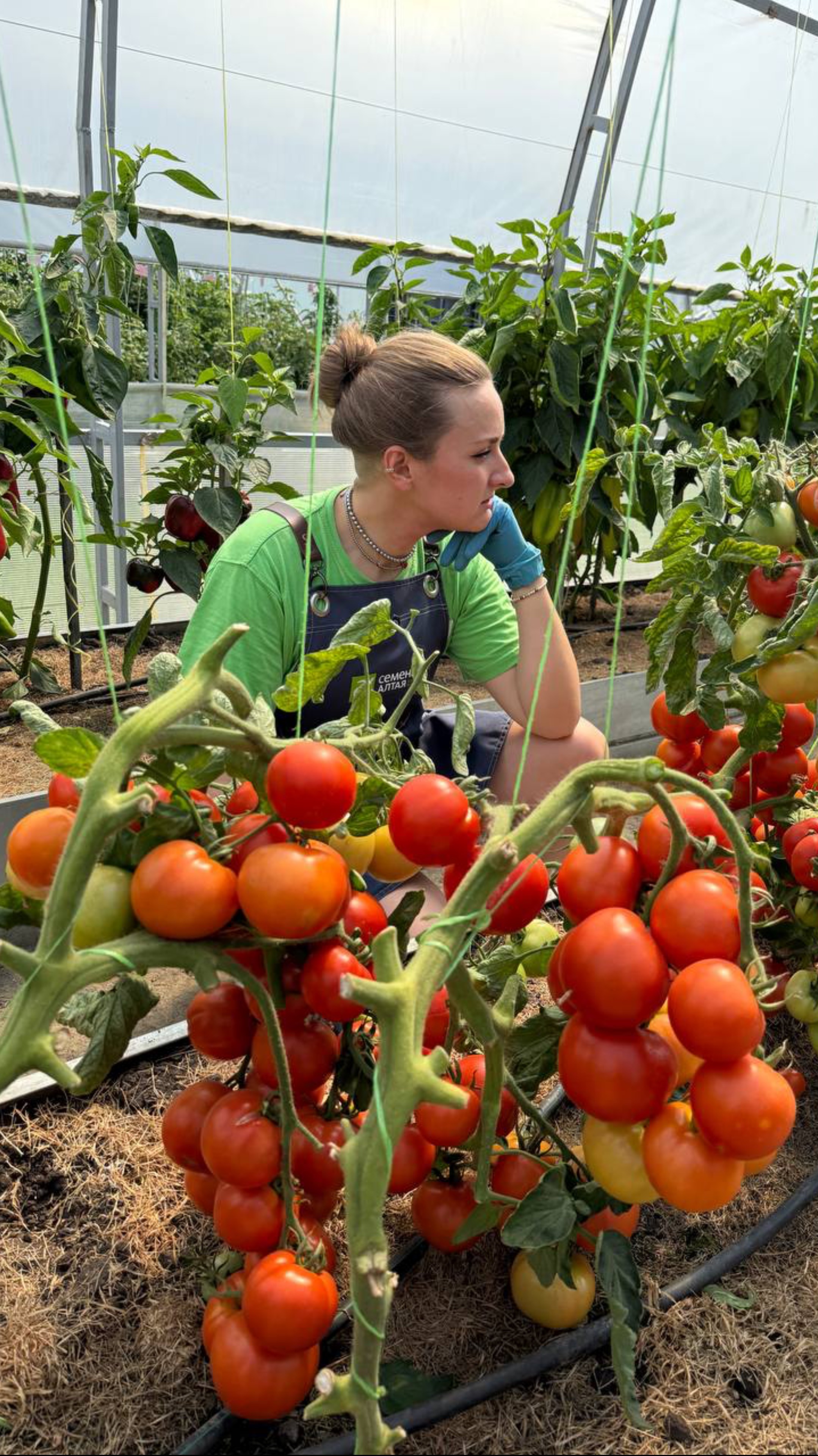 ЧЕРЕНКУЕМ ПАСЫНКИ ТОМАТОВ смотреть онлайн