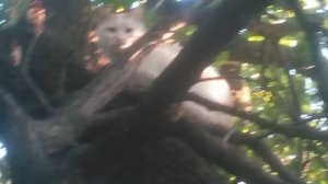 Дикий белый медведь, сидящий на ветке дерева.