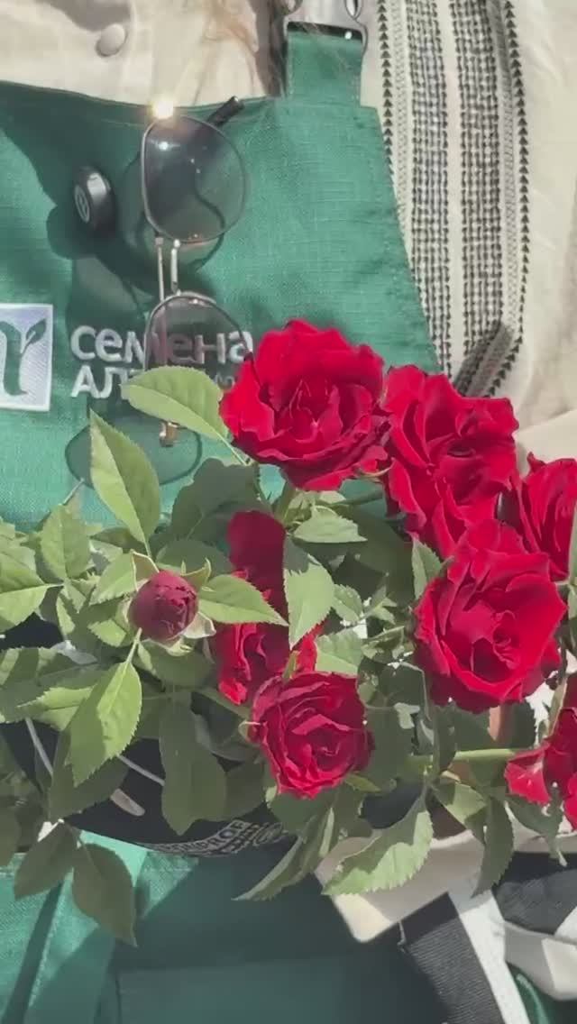 КЛАССИЧЕСКАЯ РОЗА «ЭКСПЛОРЕР» смотреть онлайн