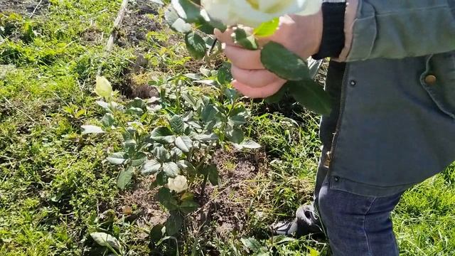 Обрезка роз осенью. Подготовка к зиме. смотреть онлайн