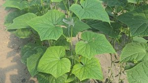 Огурец Киборг F1, Чеченская Республика,  сентябрь 2025 год.