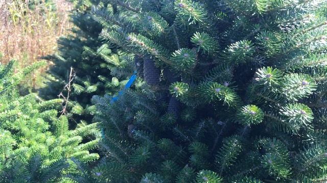 25 0358 Пихта Корейская в горшке. Живые новогодние елки.