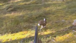 Охота на зайца 28.09.2025. Несётся на "меткого" стрелка, чуть с ног не сбил.