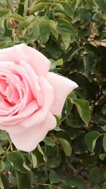 Роза Фредерик Мистраль | Ростов-на-Дону | Small Gardens