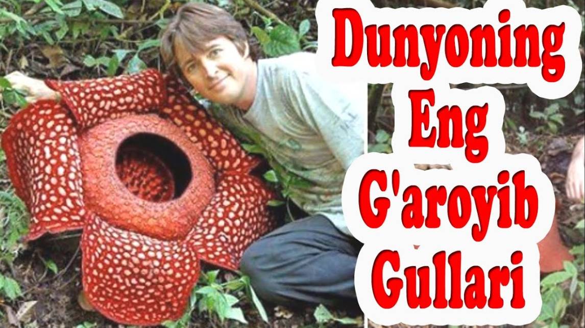 Koinotning Eng Ajoyib Va Garoyib O’simliklari - Raffleziya, Xitati, Litops, Muscipula, Sakura, Rosya