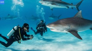 Дайвинг с самыми опасными акулами! Тигровая, бычья и молотоголовая!