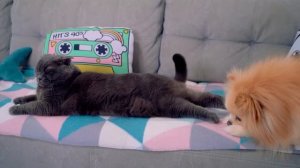 ОДИН ДЕНЬ с КИСОЙ БАТТЕРС | КАЖДАЯ КОШКА ТАКАЯ - Что она делает каждый день?