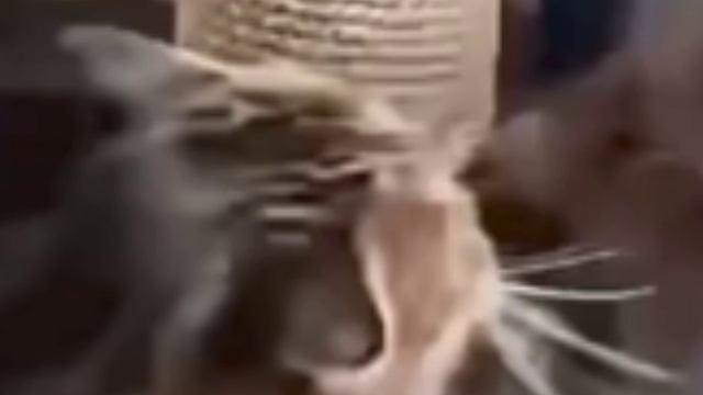 Катали смотреть онлайн