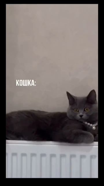 #кошка #еда #норма #юмор #смех #ржака #прикол смотреть онлайн