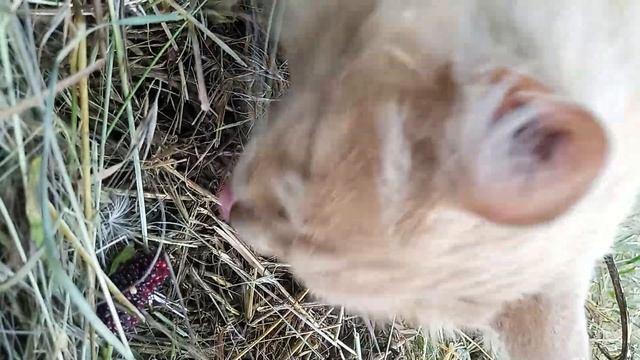 Кот ест шелковицу