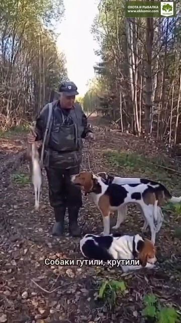 Эксперт Пестриков Николай Иванович рассказывает об охоте с нашими гончими в Кировской области. +18 смотреть онлайн