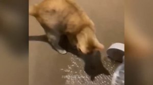 Смешные животные, часть 48