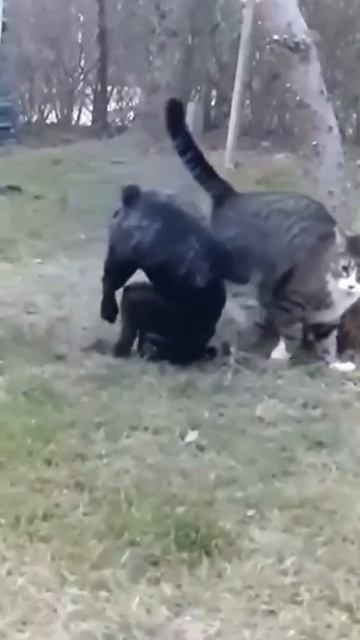 Рубрика «Самбо в мире животных» смотреть онлайн