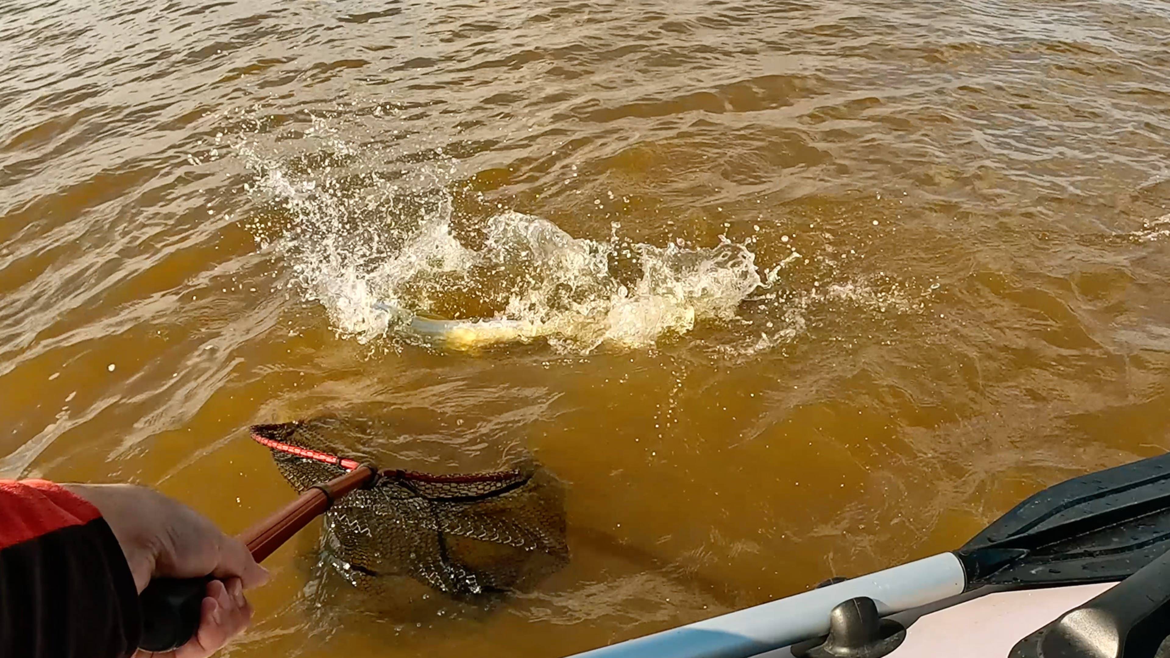 Только на ЭТУ ПРОВОДКУ клюет Судак, наловился от души смотреть онлайн