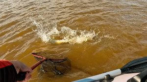 Только на ЭТУ ПРОВОДКУ клюет Судак, наловился от души