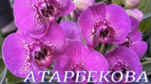 №1127/ СВЕЖАЯ  поставка ОРХИДЕЙ в с/ц на АТАРБЕКОВА