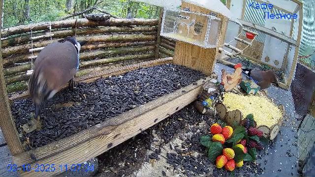 🔴24/7 Кормушка в лесу онлайн "Кафе Лесное" #Relaxing #природа #звуки леса #октябрь смотреть онлайн