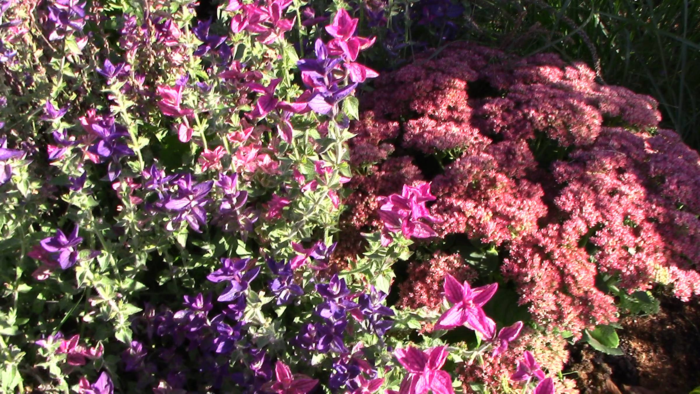 Сад после заморозков. ЦВЕТЫ Неженки и Стоики смотреть онлайн