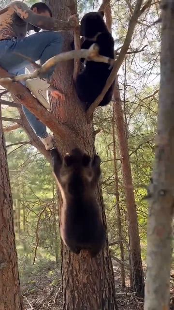 Alex Terrible Summons the Bear Army! смотреть онлайн