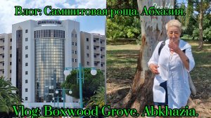 Влог:  гуляем.    Самшитовая роща. Абхазия.Vlog: Boxwood Grove. Abkhazia. #самшитовая#роща#абхазия