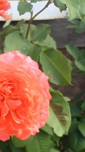 Роза Эмильен Гийо | Ростов-на-Дону | Small Gardens