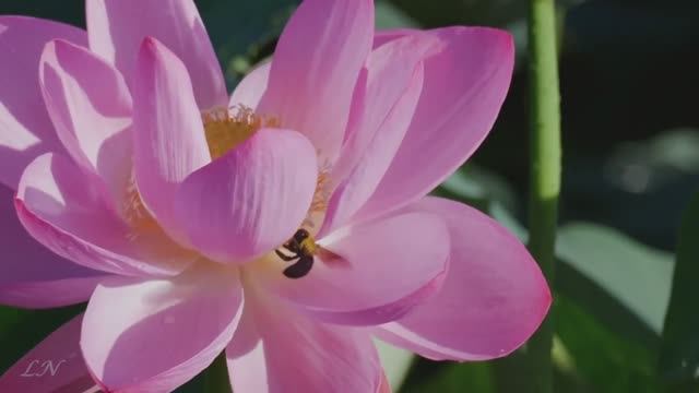 И.С. Бах - Сюита 3 - J. S. Bach - Suite In D «Air»