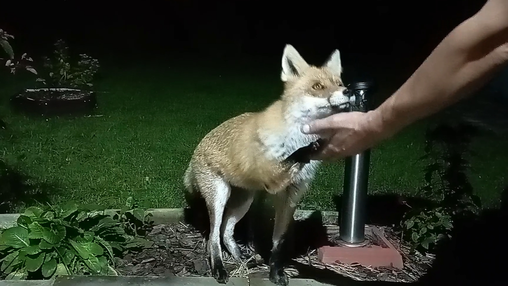 (1129) Лиса приходит в гости. Октябрь 2025 смотреть онлайн