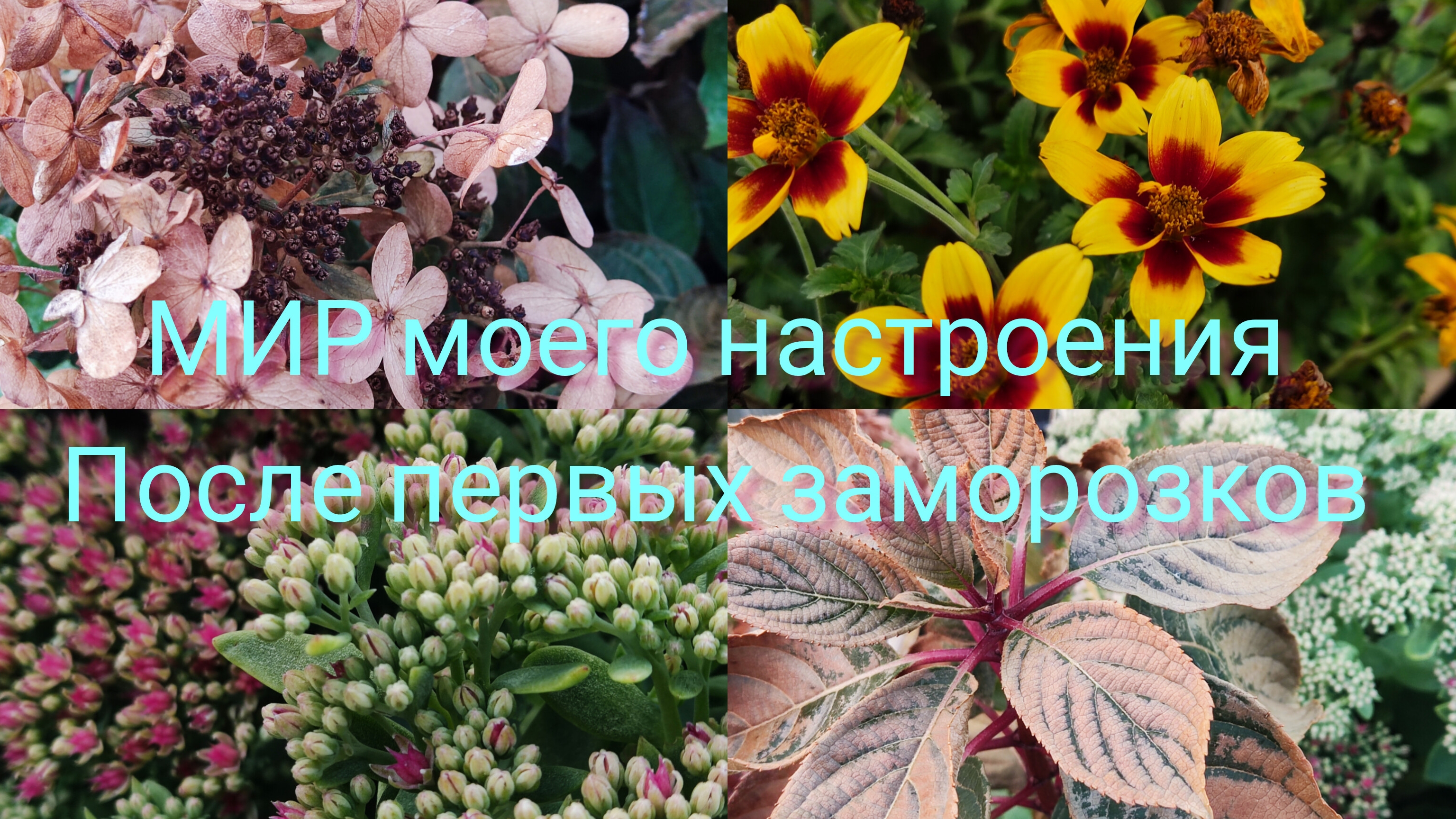 03.10.25 Дача.После первого заморозка. смотреть онлайн