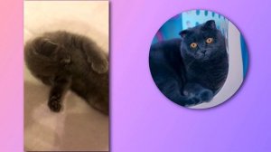 СМОТРЮ СВОИ ДЕТСКИЕ ВИДЕО | КИСА БАТТЕРС МАЛЕНЬКИЙ КОТЕНОК