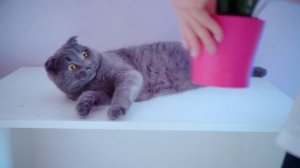 КОШЕЧКА ПОВТОРЯЕТ СВОИ ДЕТСКИЕ ФОТКИ ЧЕЛЛЕНДЖ