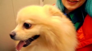 КОШЕЧКА БАТТЕРС  ГУЛЯЕТ ПО СНЕГУ НА УЛИЦЕ | РЕАКЦИЯ БАТТЕРС НА СНЕГ | ОНА В ШОКЕ | Кот Баттерс