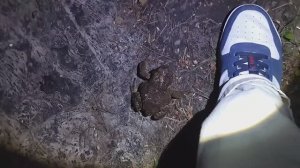 Огромная жаба на дороге