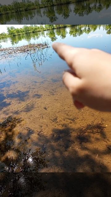 рыба лачка смотреть онлайн
