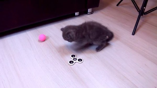 ИГРАЮ СО СПИННЕРОМ |У МЕНЯ ТЕПЕРЬ ЕСТЬ СЕМЬЯ | ПЕРВЫЙ ДЕНЬ ДОМА  | Я СЧАСТЛИВ!