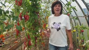 №11 Гномы томатные ранней осенью. Бесконечно щедрые сорта плодоносящие до холодов! 31.08.25 г.