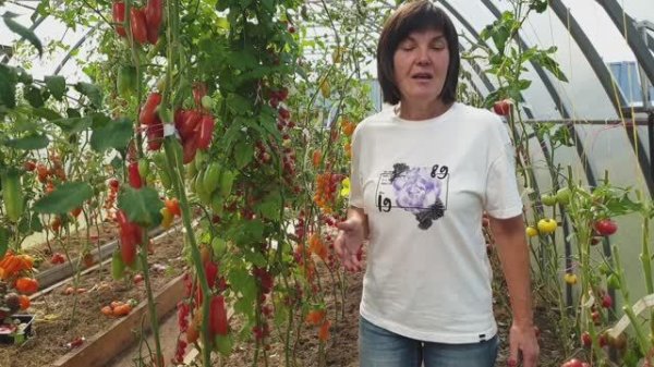 №11 Гномы томатные ранней осенью. Бесконечно щедрые сорта плодоносящие до холодов! 31.08.25 г.