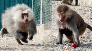 СУПЕР НОВОСТЬ! НОВОРОЖДЕННЫЙ малыш в ДОМ2! Педро взбесился -  НАКАЗАЛ самку с малышкой на спине!