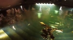 Парк Галицкого .Как в Сказке . Ноябрь 2021 год .