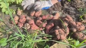Копаю Картофель. Ни вскапывала ни окучивала и даже ни поливала