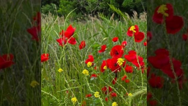 Время, не спеши. Слова Т. Агафоновой. Музыка ИИ, монтаж Т.В. Агафонова