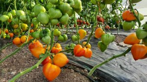 Минусинский оранжевый слон - Декоративный, крупноплодный