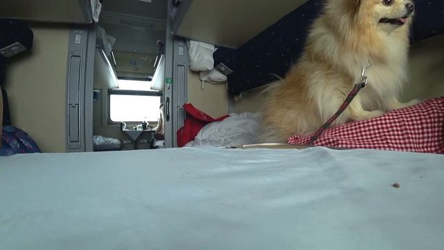 КОТИК И ПЕСИК ЕДУТ В ПОЕЗДЕ | ПЕРЕЕЗД НА ПОЕЗДЕ С КОШКОЙ И СОБАКОЙ | Киса Баттерс и Шпиц Элис смотреть онлайн