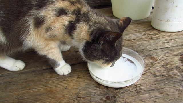 Прекрасный аппетит