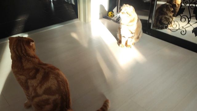 не хочет целоваться😄 недотрога🐱 смотреть онлайн