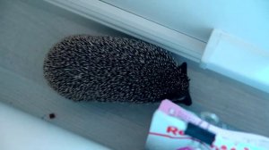 ЕЖИК ОТ НАС СБЕЖАЛ | ОДИН ДЕНЬ С КОТИКОМ, ПЕСИКОМ И ЕЖИКОМ