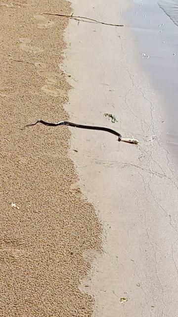 Нашел чудесный песчаный пляж в Волгограде на Волге. Только змей многовато..) #шортс #змея #волгоград смотреть онлайн
