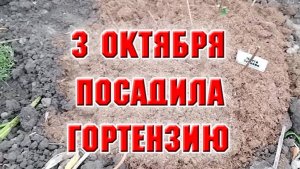 3 октября. Посадка гортензии Мечта Лесково методом перевалки