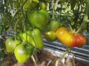 Томат Апельсиновое Манго